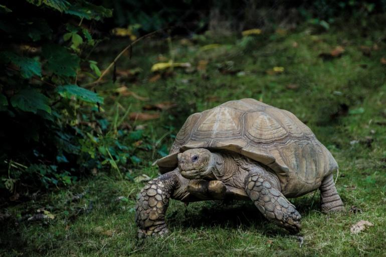 żółw olbrzymi na Galapagos