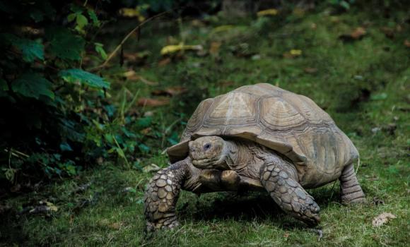 Wycieczka na Galapagos – spotkaj żółwia na Wyspach Żółwich